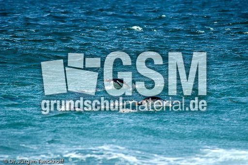 Eselspinguin (44 von 97).jpg